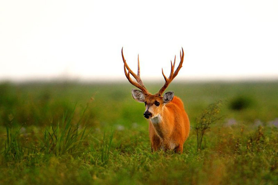 wordpress gallery plugin